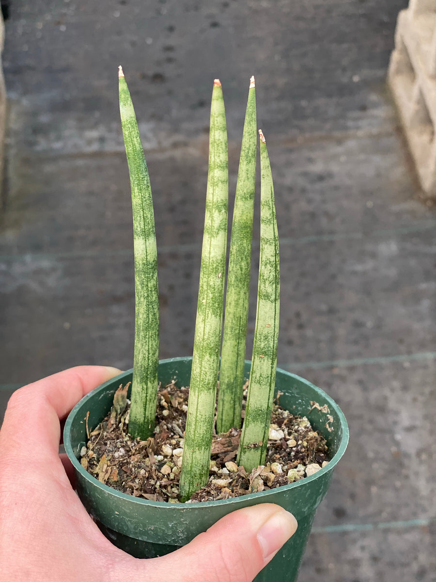 succulent with fingers Sansevieria Cylindrical ( Dragon Fingers )