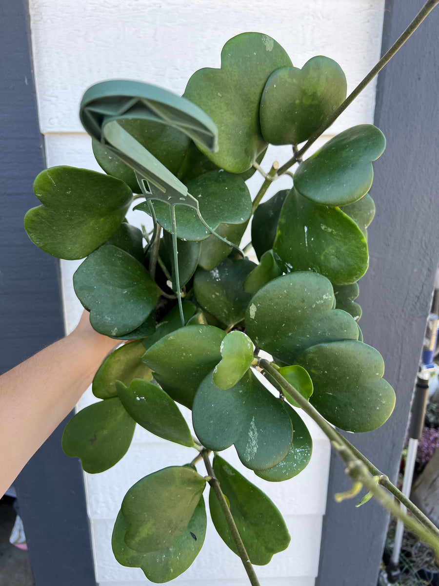 hoya kerri succulent Hoya Kerrii Green Heart – In Succulent Love