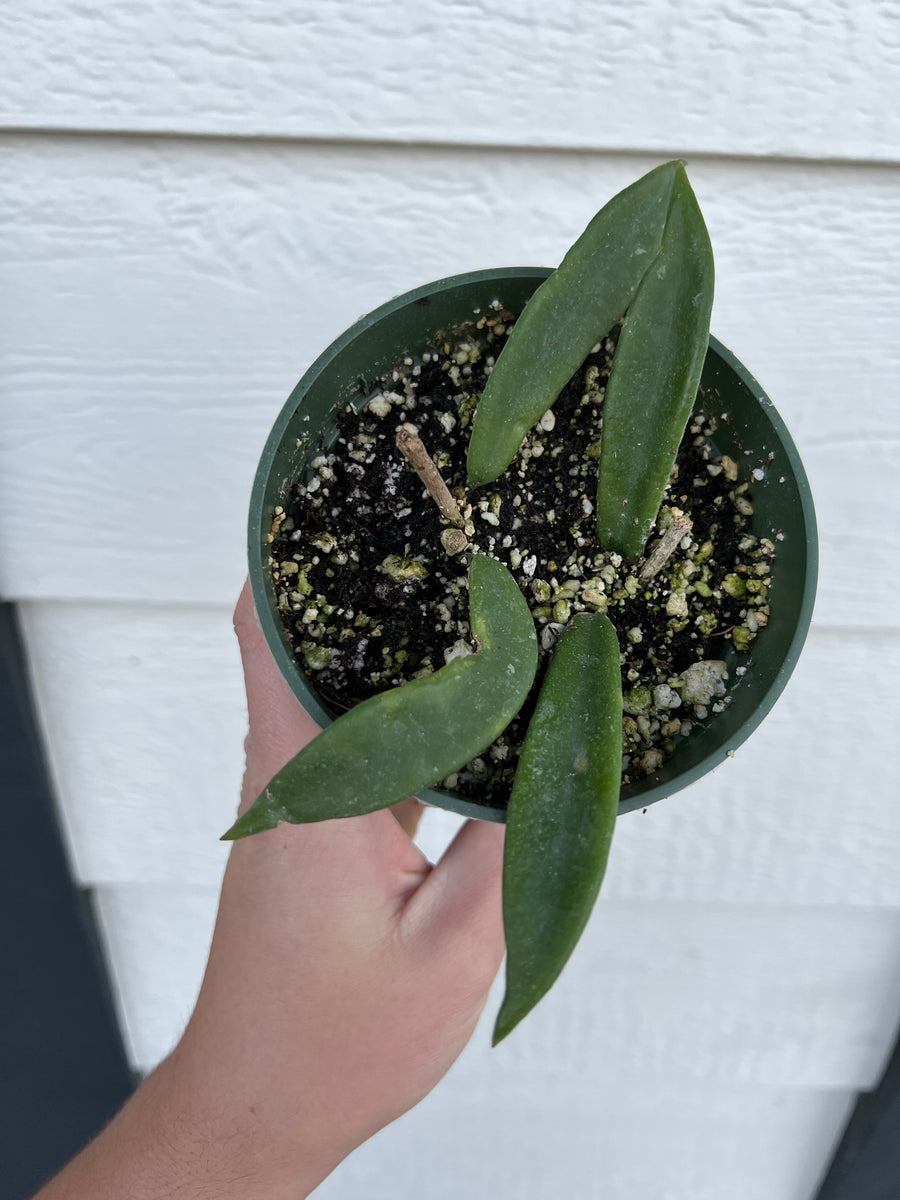 Hoya MiniBelle – In Succulent Love