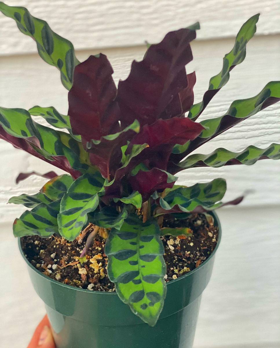 Calathea Rattlesnake – In Succulent Love