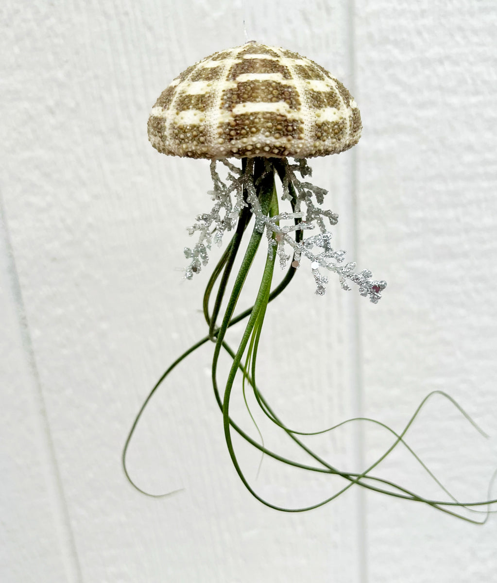 jellyfish succulent plant Hanging Airplant Jellyfish – In Succulent Love
