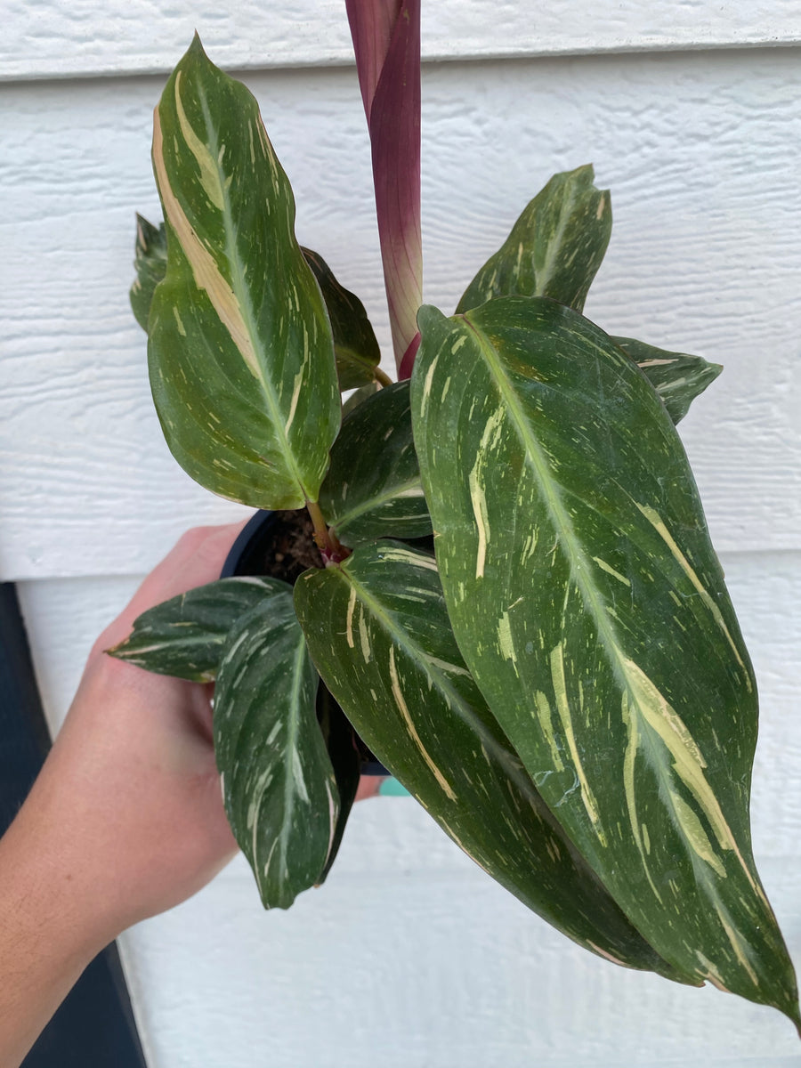 magic star prayer plant Stromanthe Magic Star Calathea – In Succulent Love