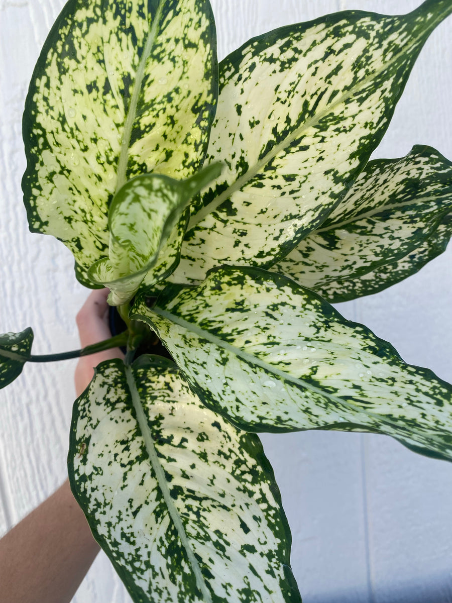 'First Diamond / Spring Snow' Chinese Evergreen Aglaonema – In Succulent  Love