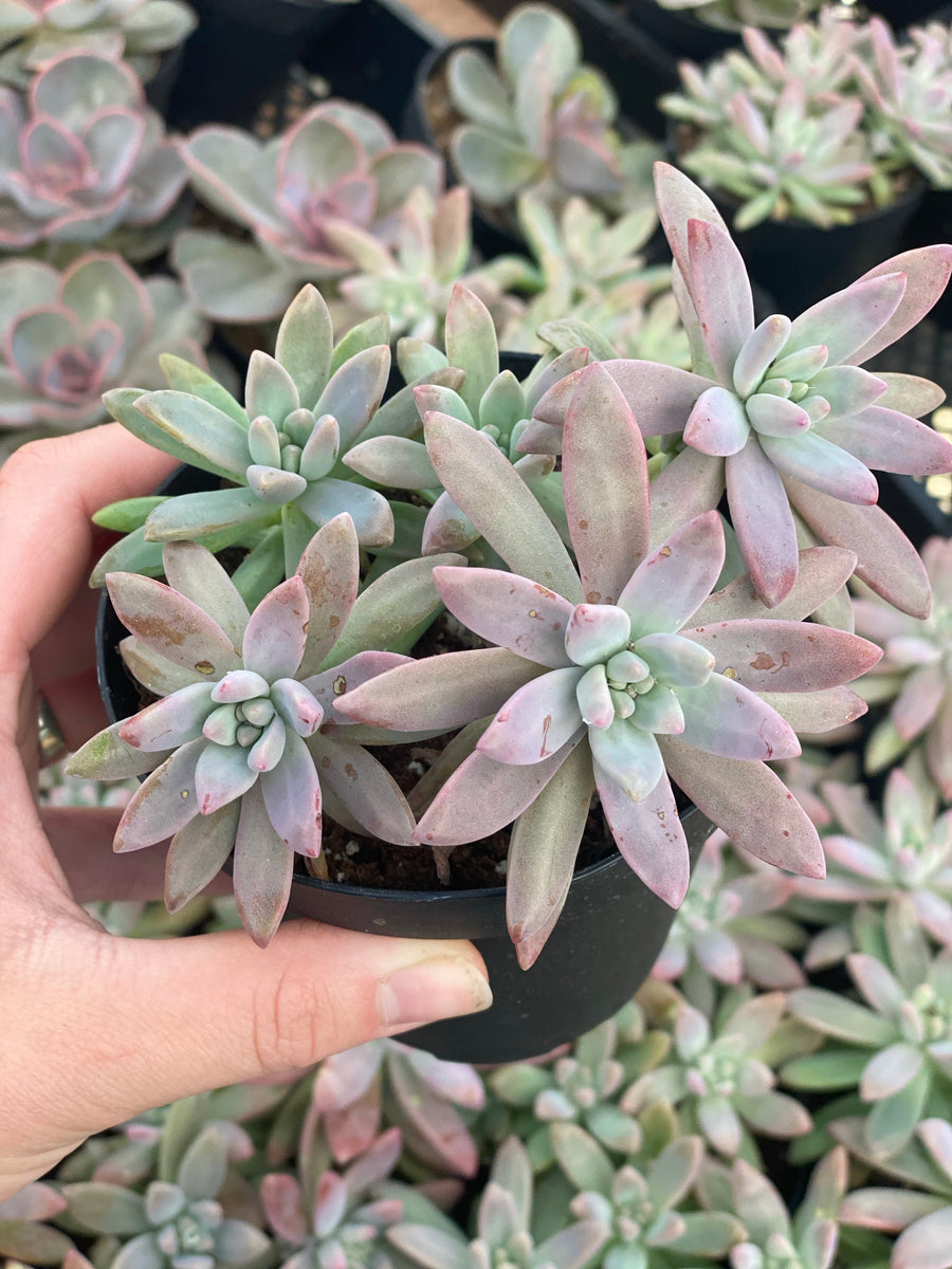 pink pearl succulent Graptoveria Blue Pearl – In Succulent Love