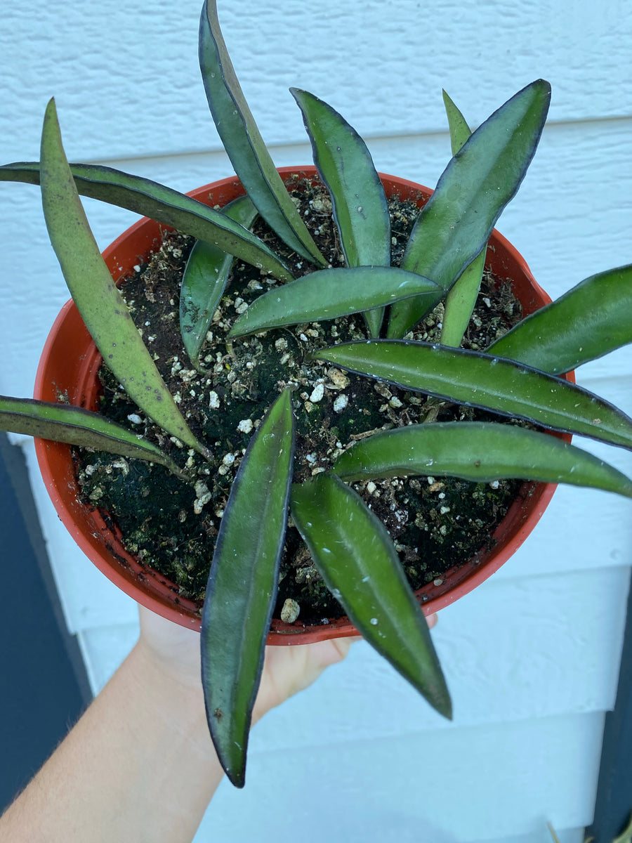 Hoya Wayetii – In Succulent Love