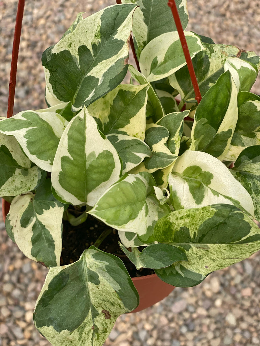 jade and pearl pothos Pothos Pearls & Jade – In Succulent Love