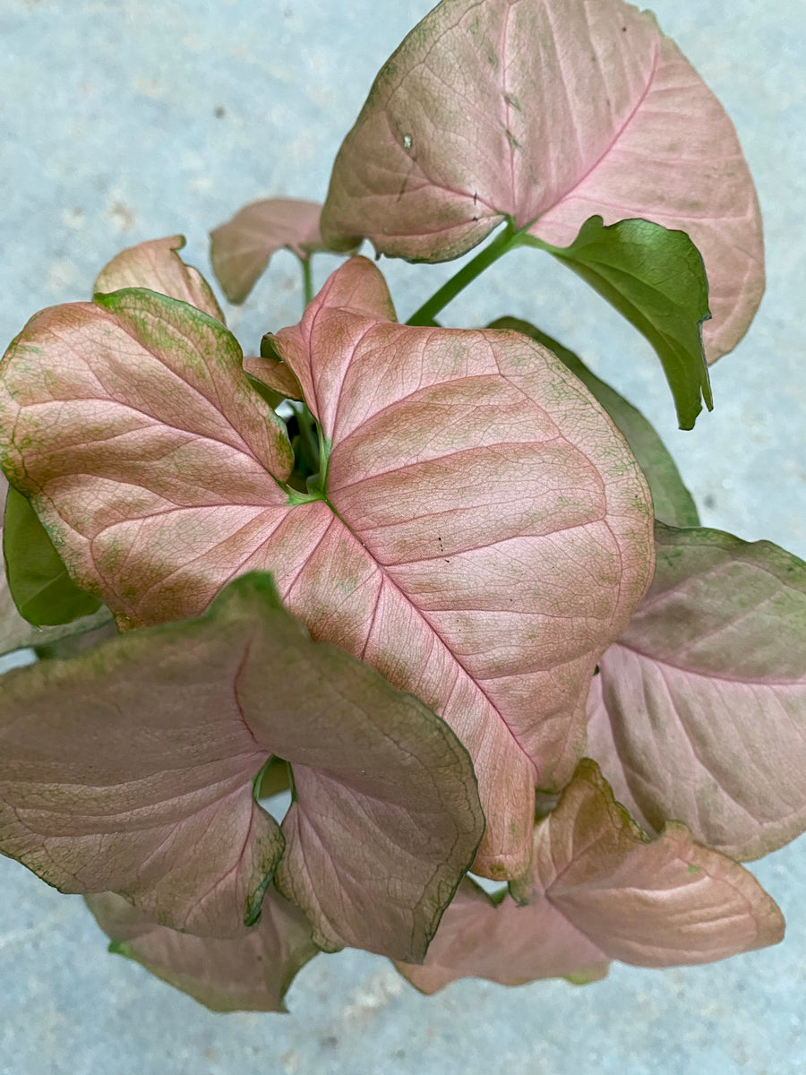 succulent strawberry Syngonium Strawberry Cream – In Succulent Love