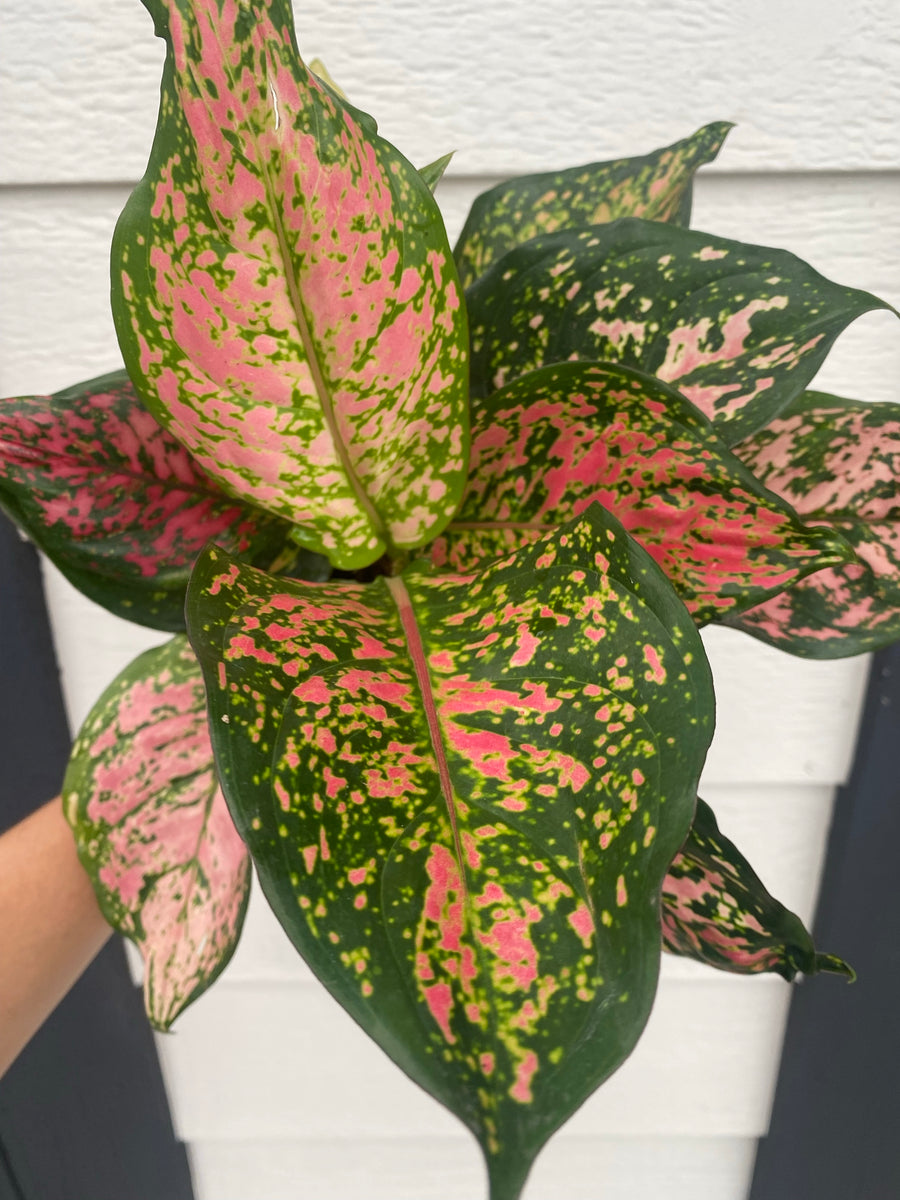 red dalmatian aglaonema ‘Red Valentine' Chinese Evergreen Aglaonema