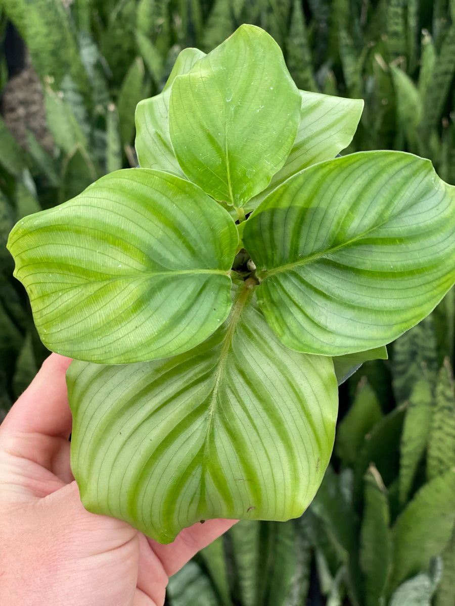 Calathea Orbifolia  In Succulent Love