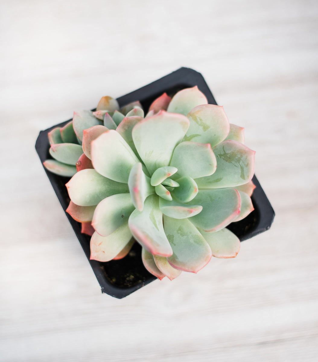 Echeveria Prolifica – In Succulent Love