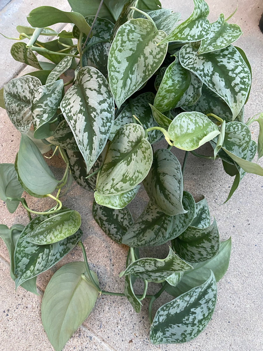 silver satin pothos exotica Scindapsus Pictus Exotica Pothos