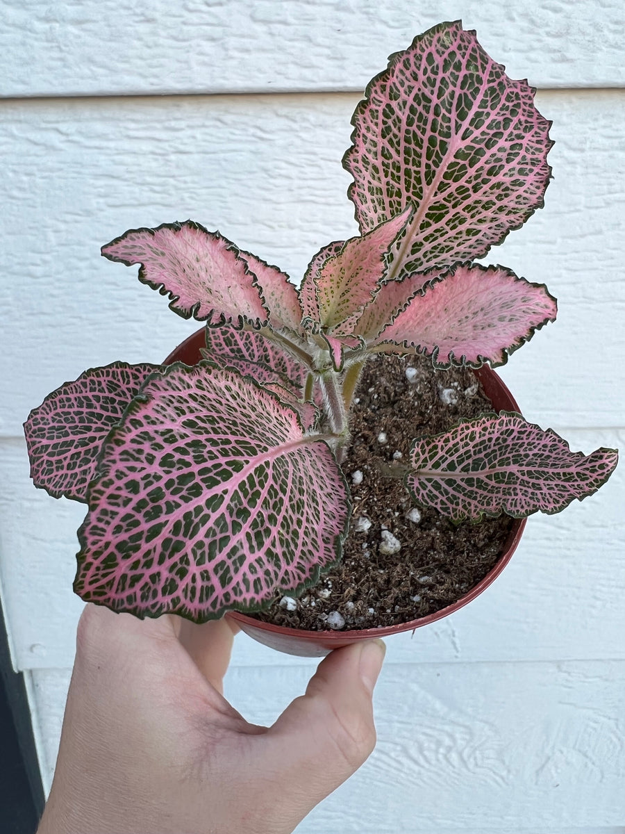 Fittonia Albivenis 'Frankie' (Pink Hybrid Nerve Plant) – In Succulent Love