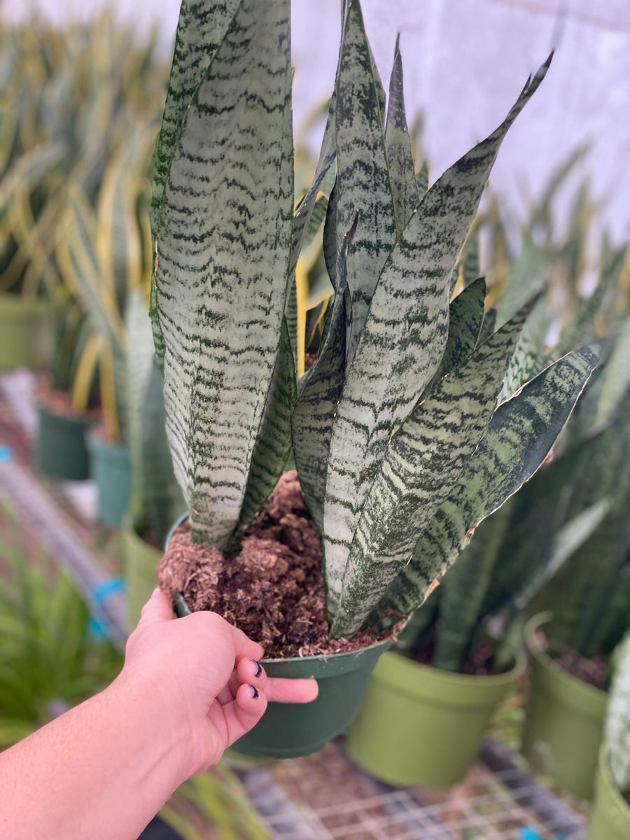 Sansevieria Black Coral – In Succulent Love