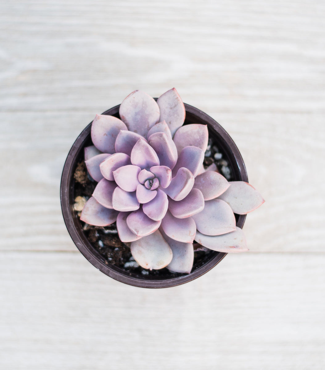 debbie succulent care Graptoveria Debbie – In Succulent Love