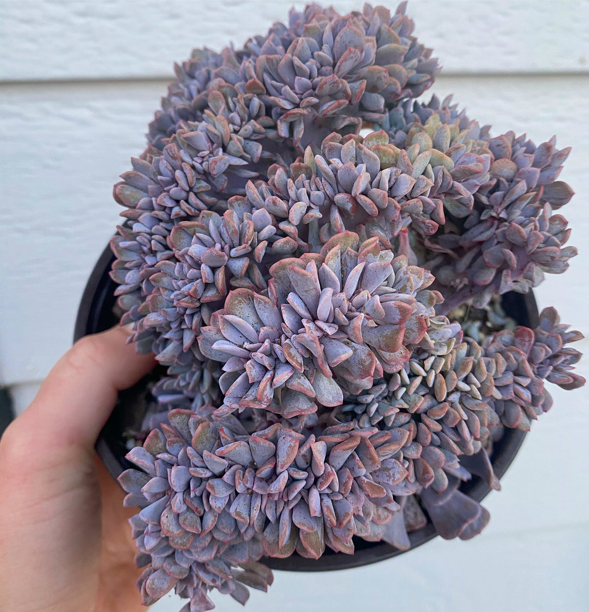 Crested Echeveria Cubic Frost Cluster  In Succulent Love