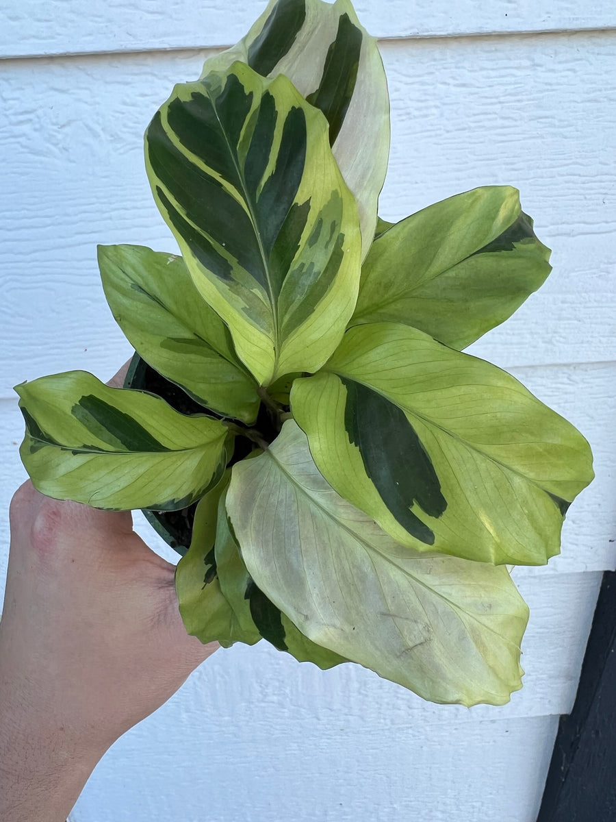 Calathea Yellow Fusion – In Succulent Love