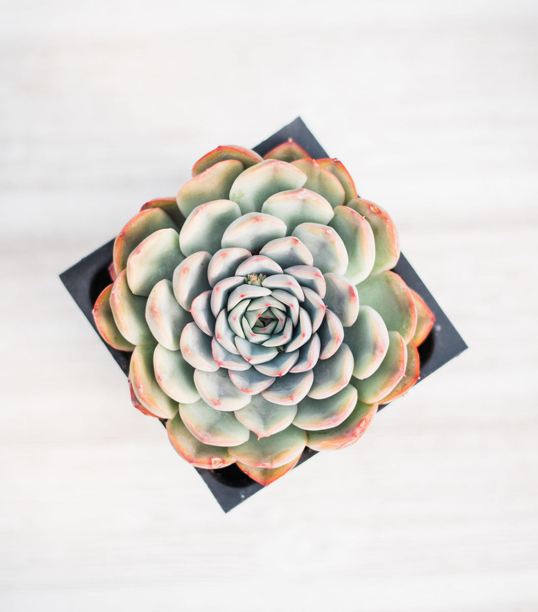 hercules succulent Echeveria Royalty Hercules – In Succulent Love