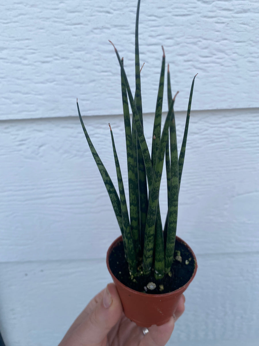 sansevieria fernwood musica Sansevieria Fernwood