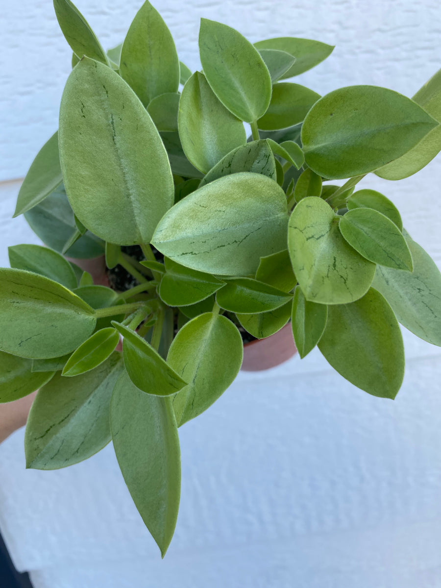 pixie plant succulent Peperomia Pixie Variegated – In Succulent Love
