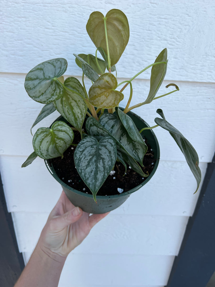 brandi philodendron Philodendron Brandi – In Succulent Love