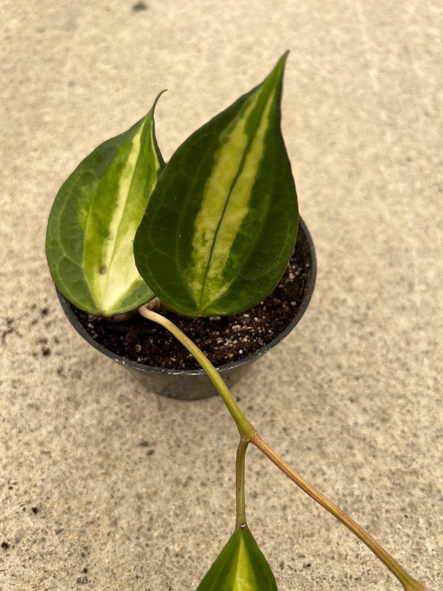 Hoya Macrophylla Reverse Variegated 'Pot of Gold' – In Succulent Love