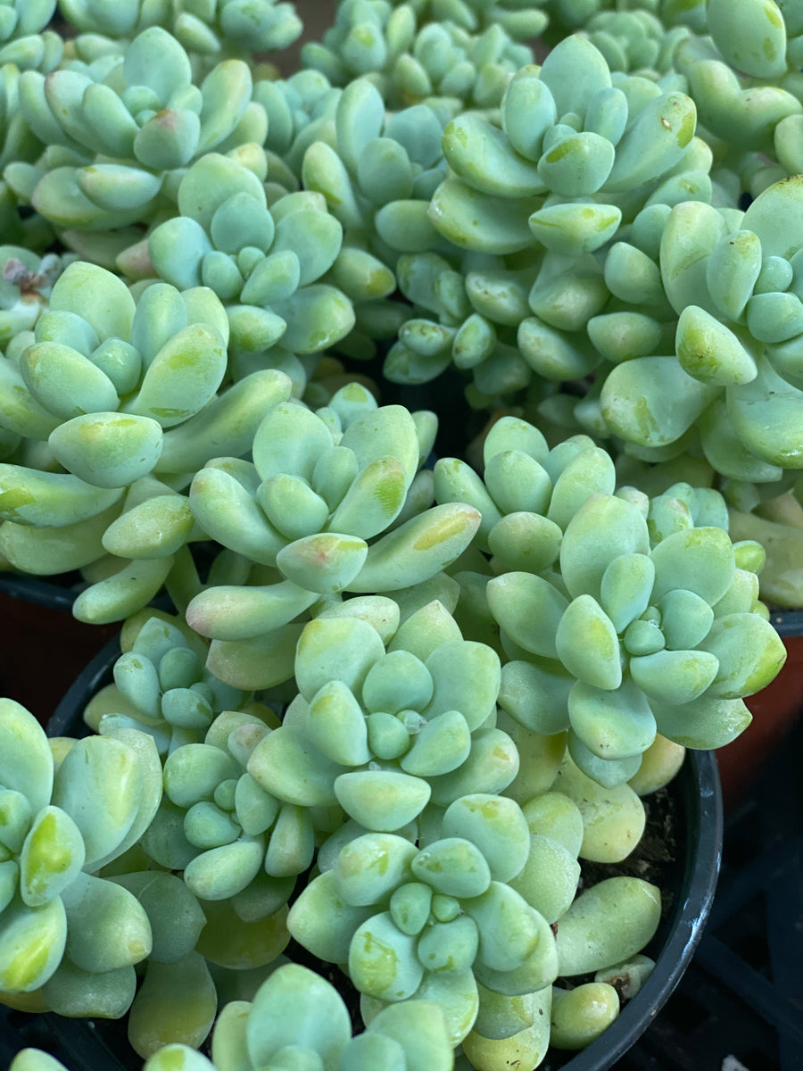 clavatum succulent Sedum Clavatum Hybrid – In Succulent Love