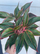 'Siam Aurora' Chinese Evergreen Aglaonema