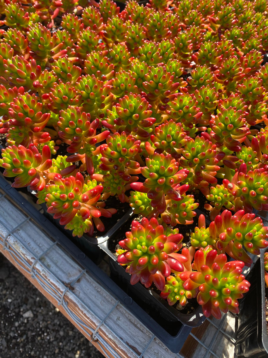 frank and beans succulent Sedum ‘Pork and Beans’ / ‘Brown Beans’