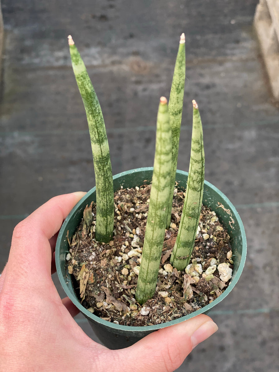 braided sansevieria cylindrica dragon fingers Sansevieria Cylindrical ( Dragon Fingers )
