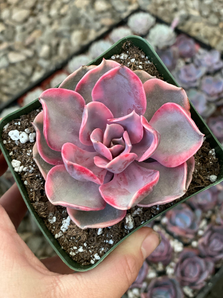 rainbow echeveria succulent Echeveria Rainbow – In Succulent Love