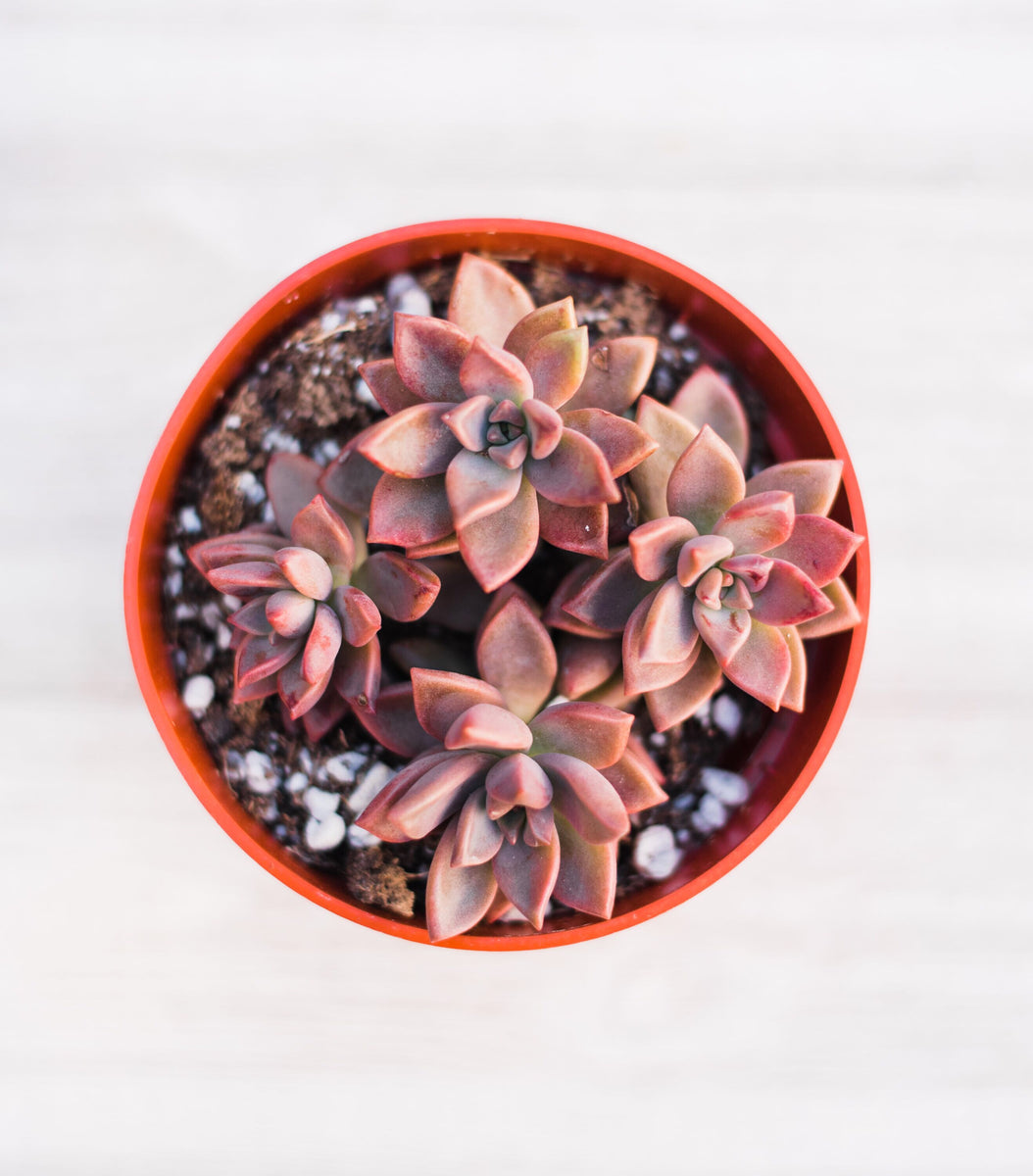 Graptosedum California Sunset  In Succulent Love