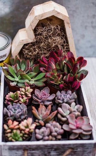 succulent kit gift Wooden Succulent Heart DIY Kit