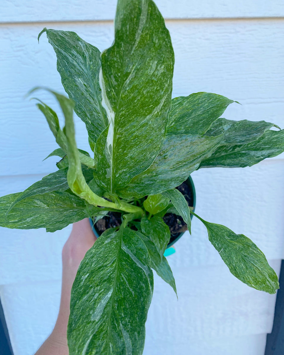 Spathiphyllum Domino ( Variegated Peace Lily ) – In Succulent Love