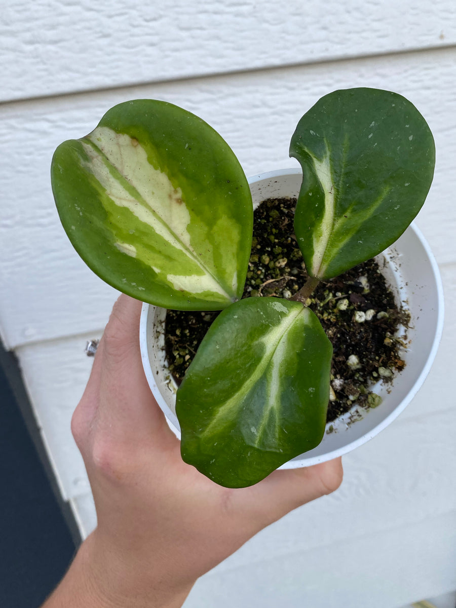 Hoya Obovata Variegated – In Succulent Love