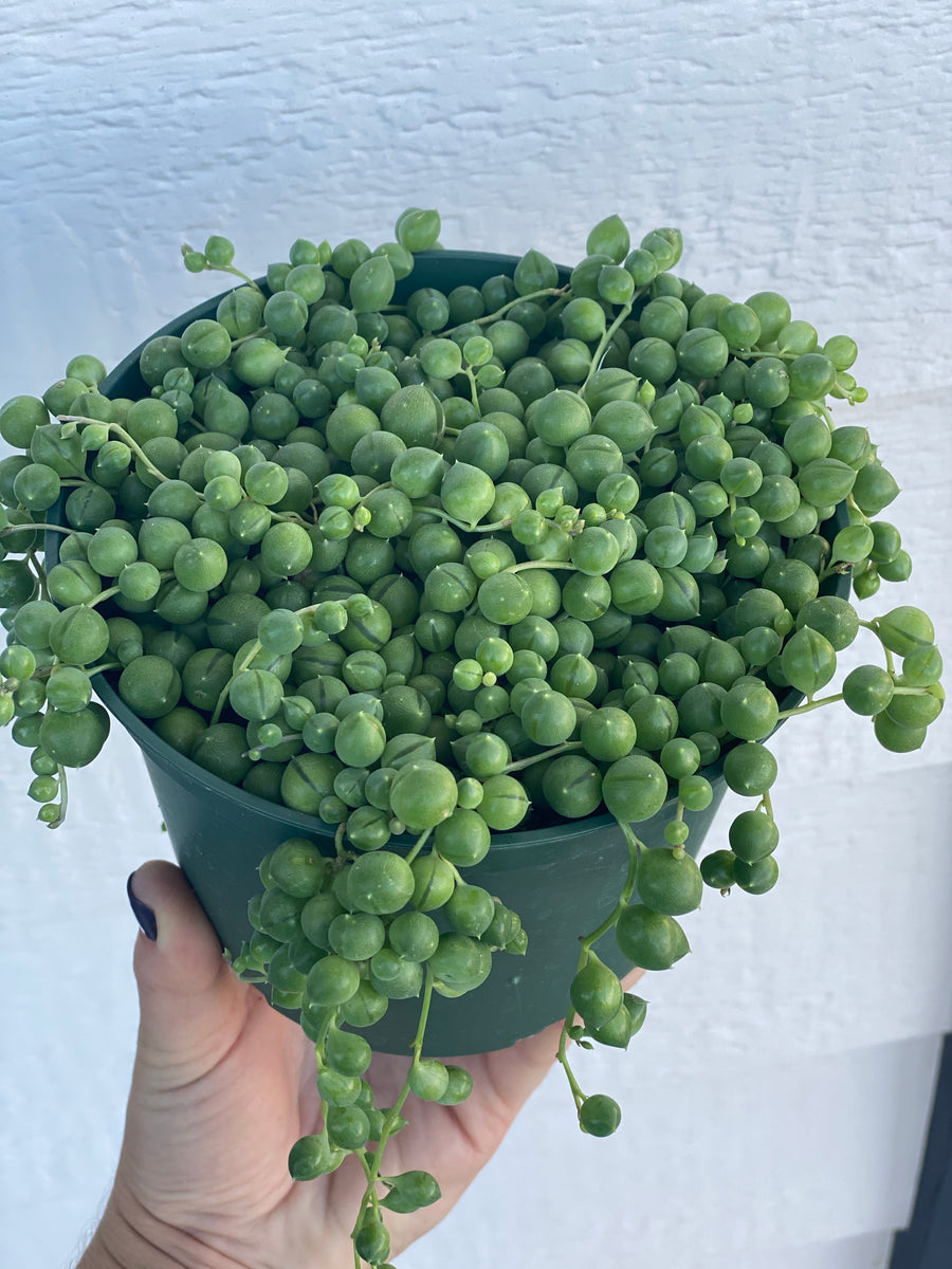 succulent senecio rowleyanus Senecio String of Pearls (Senecio Rowleyanus) – In Succulent Love