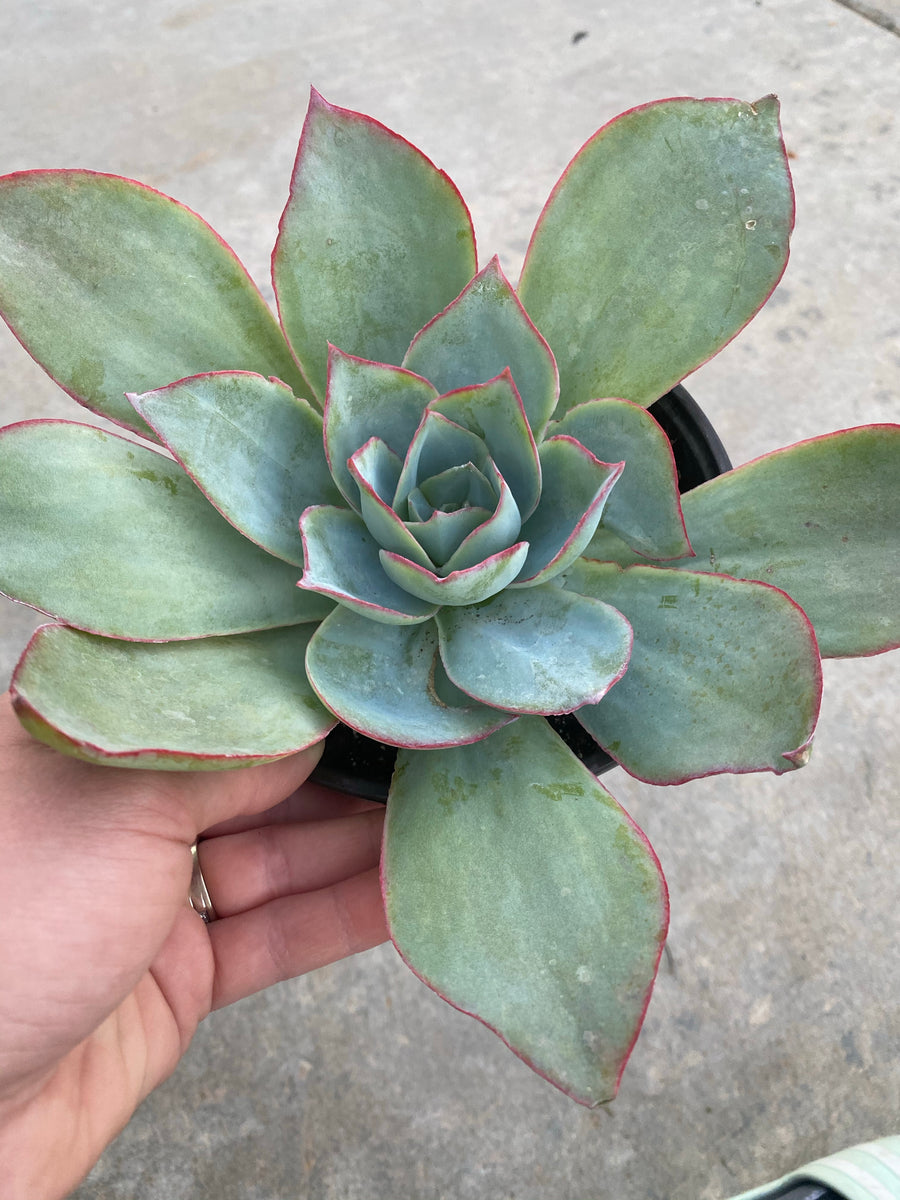 fire and ice succulent Echeveria Fire & Ice – In Succulent Love