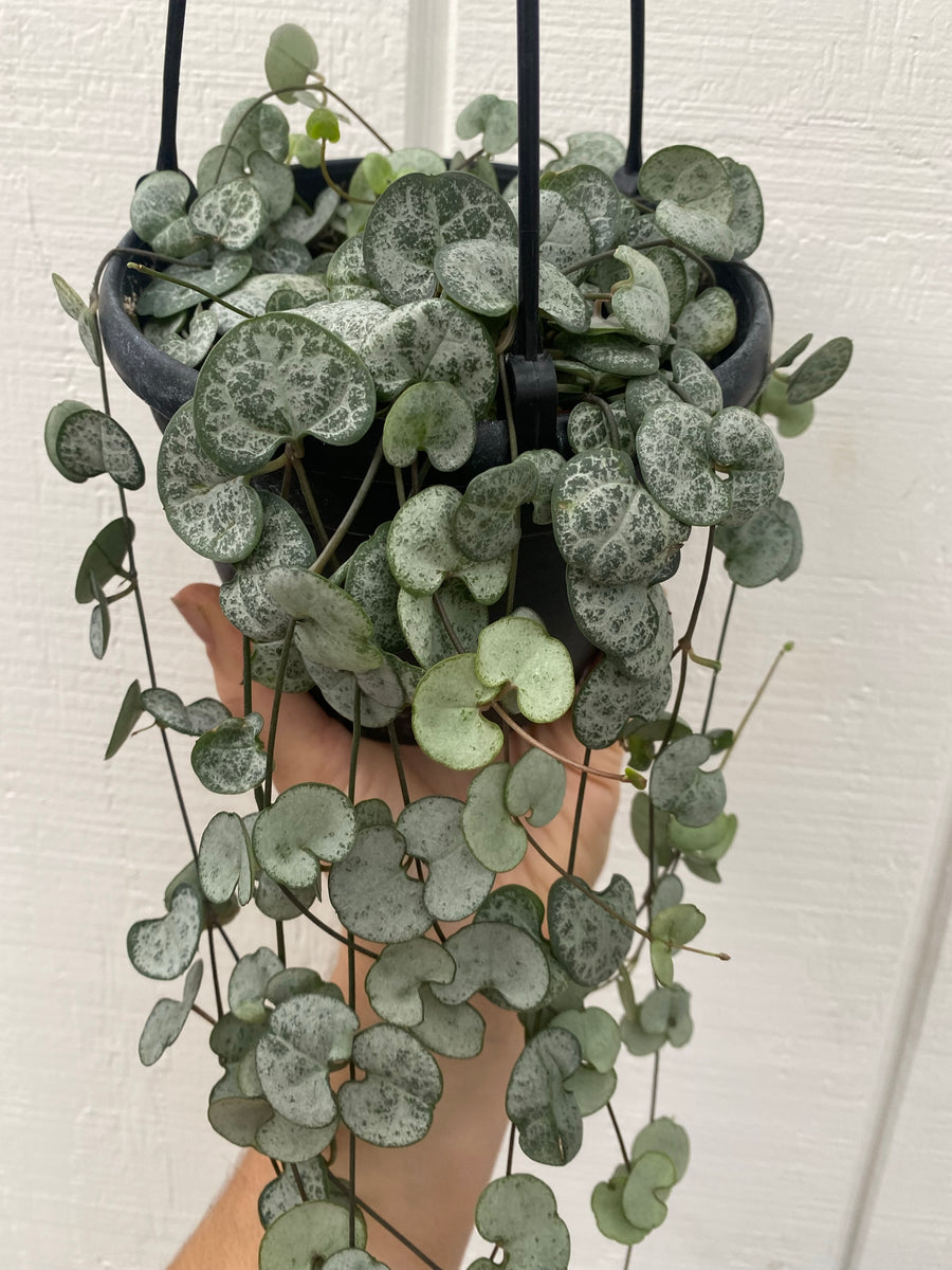 silver heart plant indoors Silver Glory String of Hearts ( Ceropegia Woodii ) – In Succulent Love