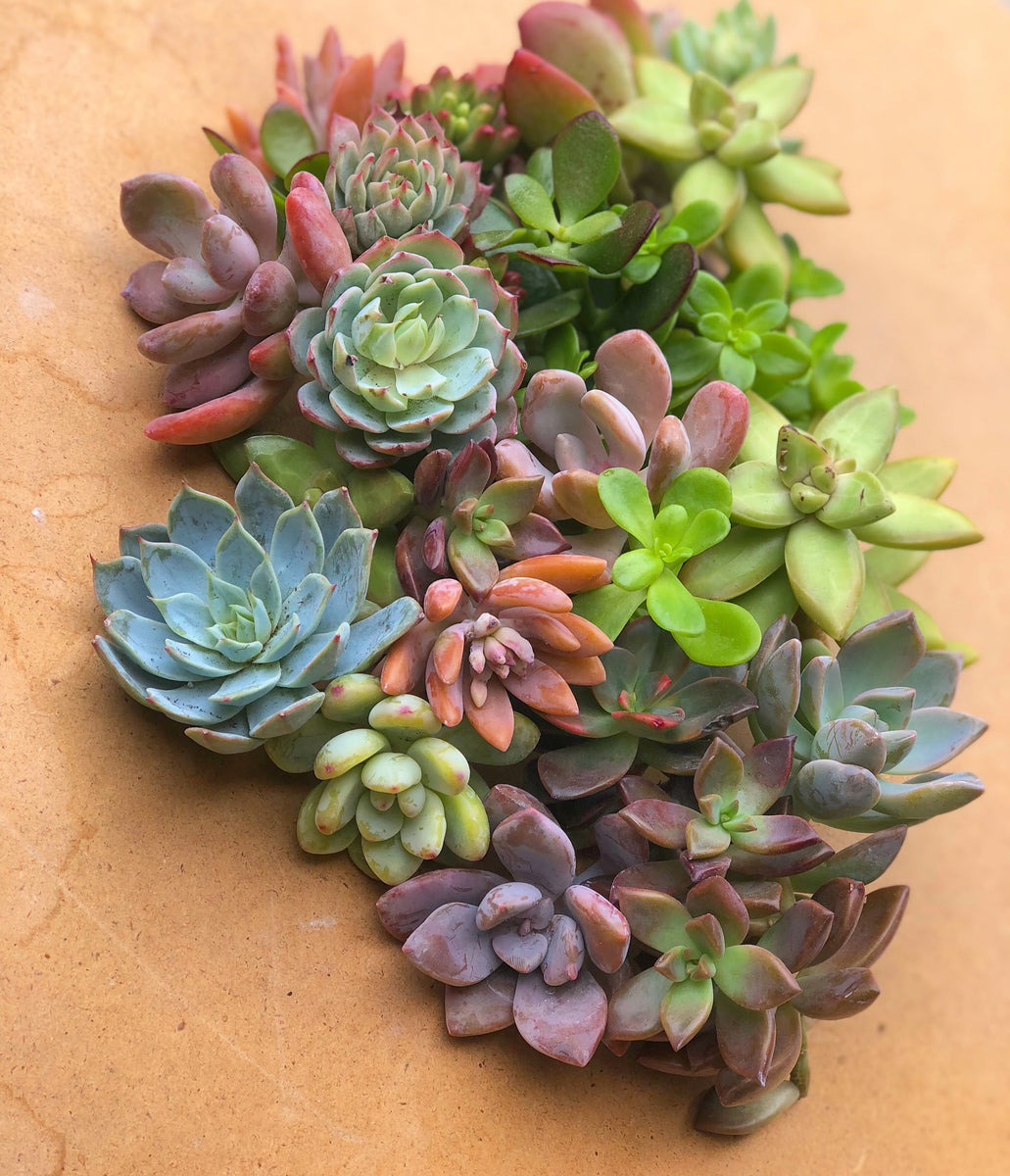 online succulents 50 Mixed Succulent Cuttings