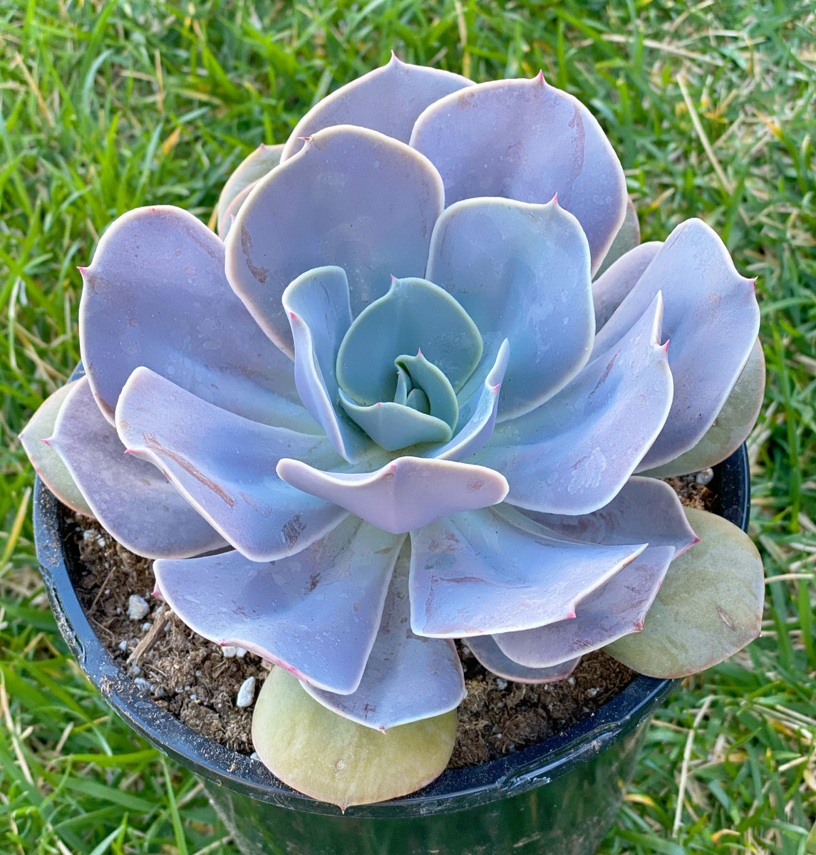 cream puff succulent leaves are flimsy and wrinkle Echeveria Cream Puff – In Succulent Love