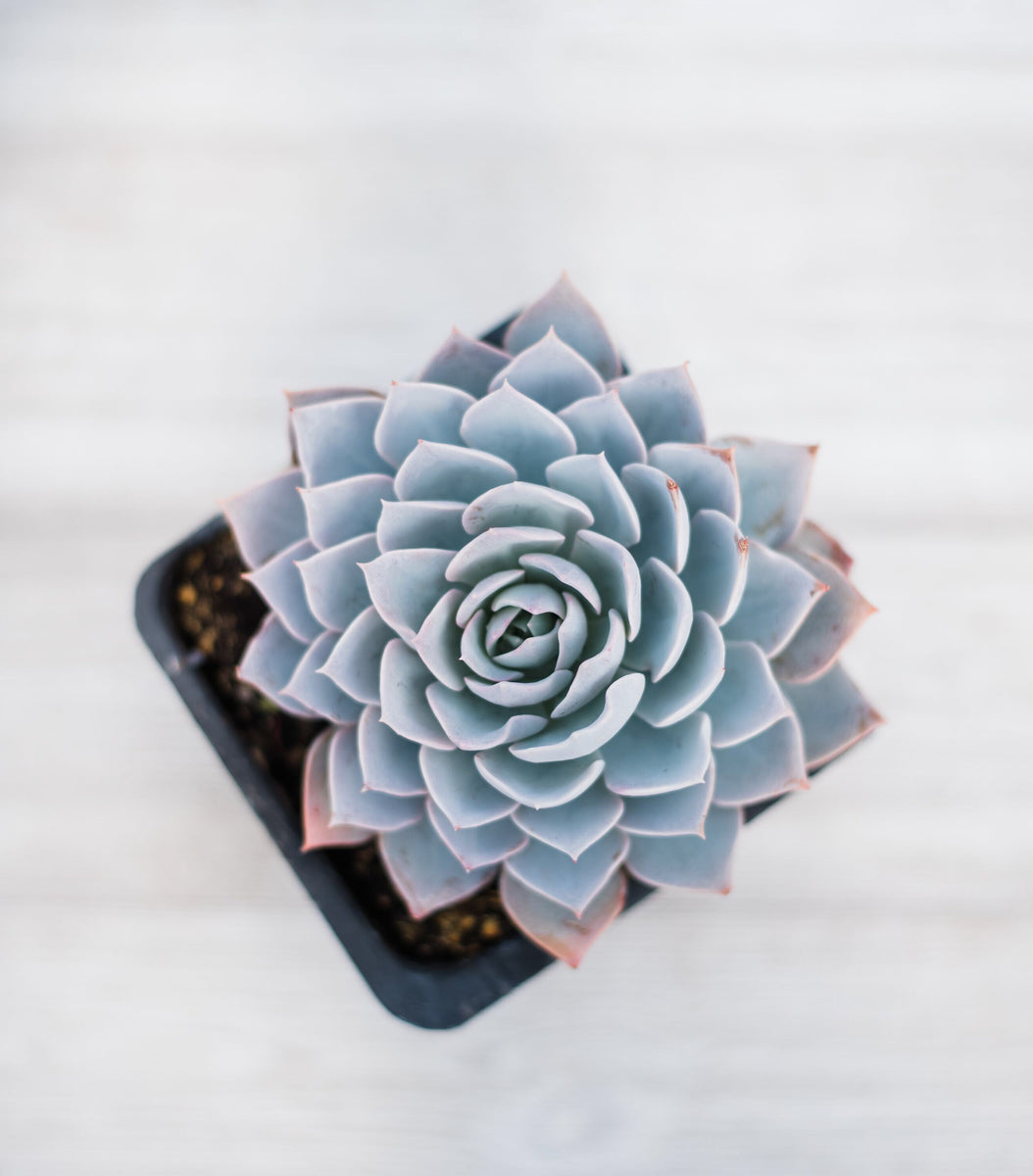 Echeveria Lilacina – In Succulent Love