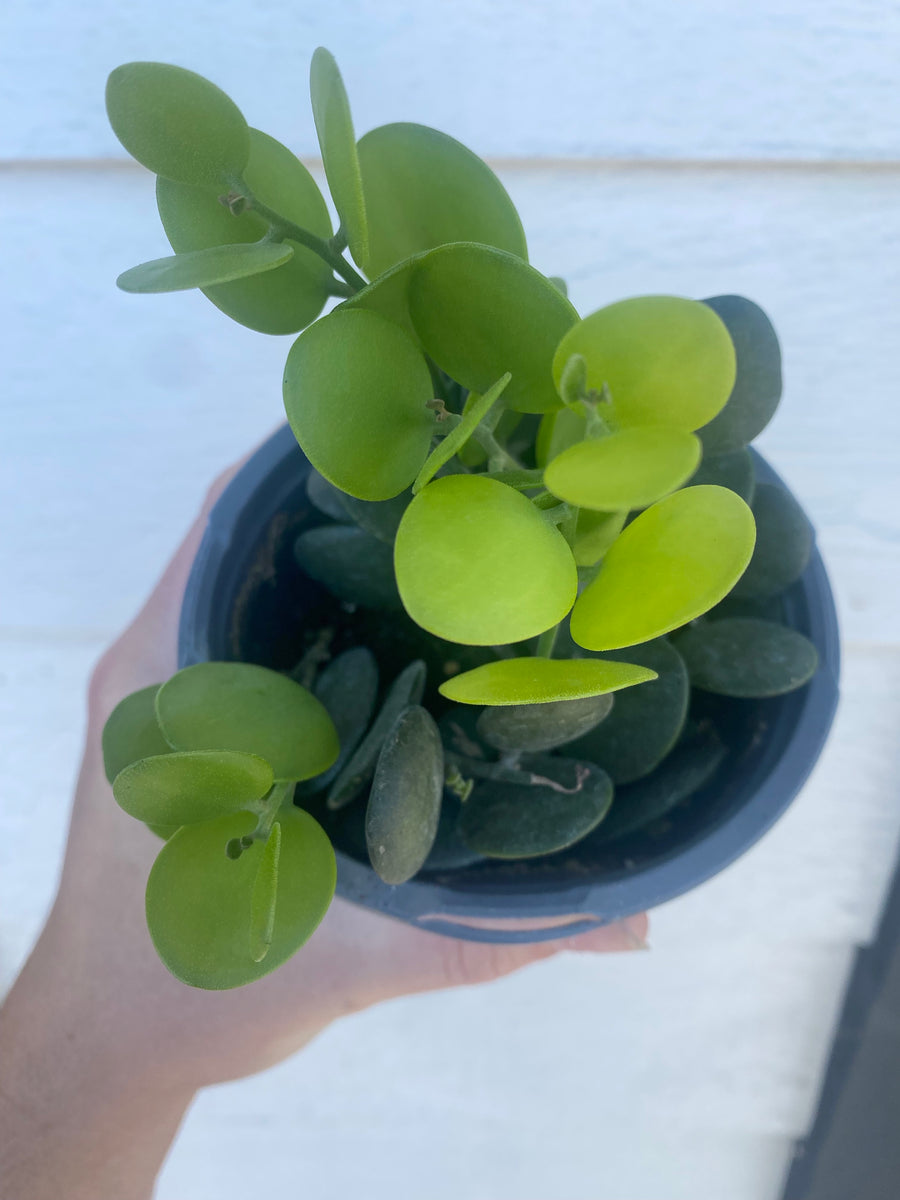 silver coin succulent Xerosicyos Danguyi (String of Coins / Silver Dollar) – In Succulent Love