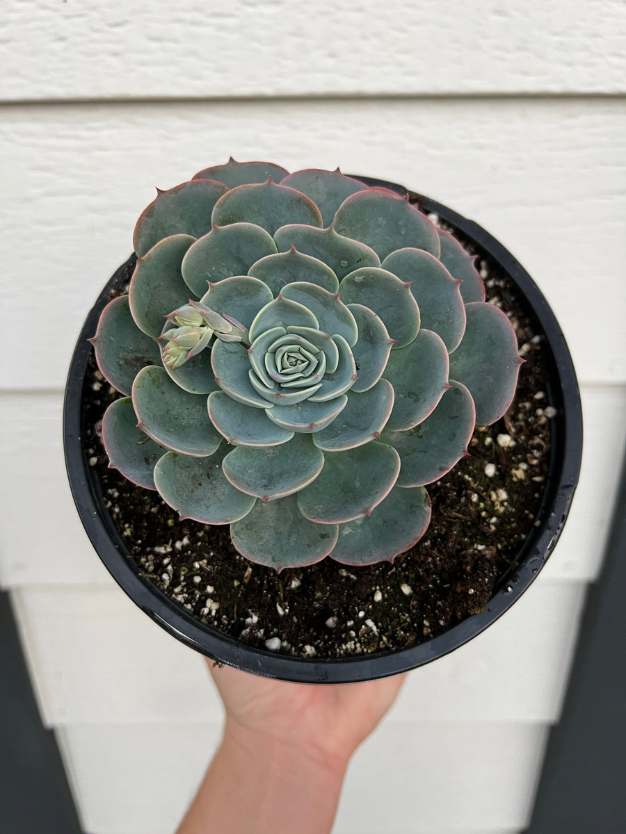 echeveria blue rose imbricata succulent Echeveria Blue Rose Imbricata – In Succulent Love