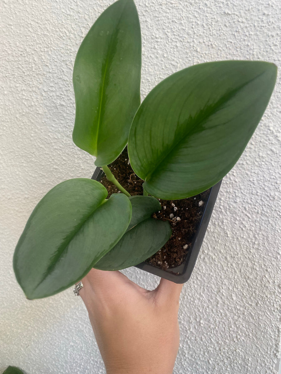 Scindapsus Treubii ' Moonlight ' ( Pothos ) – In Succulent Love