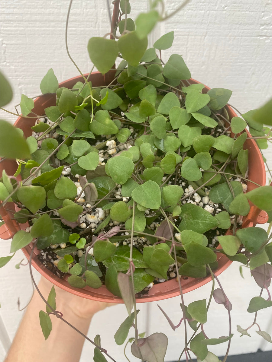 Ceropegia Woodii : Orange River String of Hearts – In Succulent Love