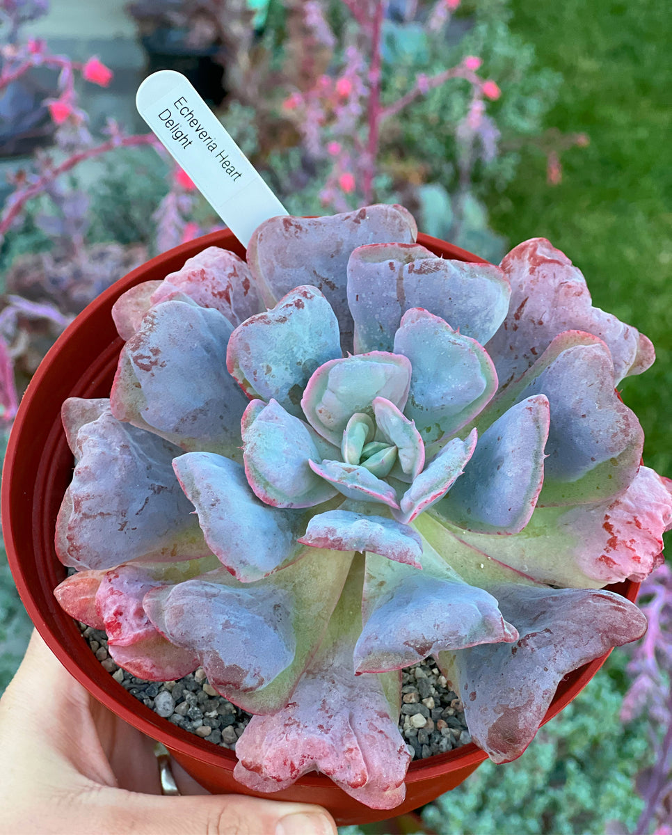 ftd heart succulent Echeveria Heart Delight – In Succulent Love