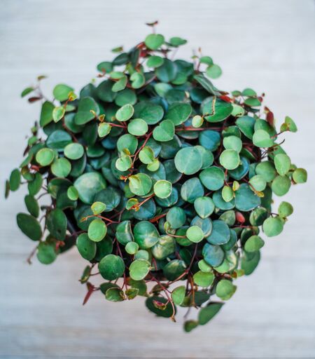 ruby jade plant Peperomia Ruby Cascade – In Succulent Love
