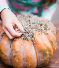 DIY Succulent Pumpkin Centerpiece Kit