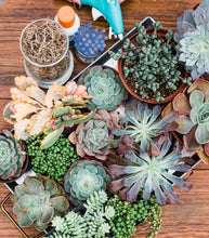 DIY Succulent Pumpkin Centerpiece Kit