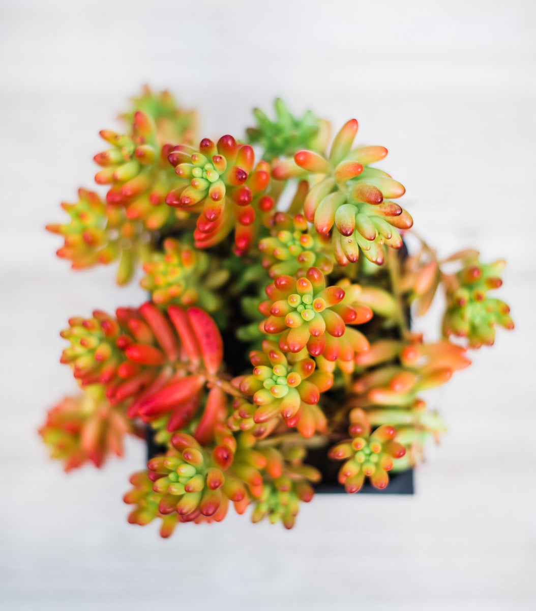 brown bean succulent Sedum Brown Beans (15 Cuttings)