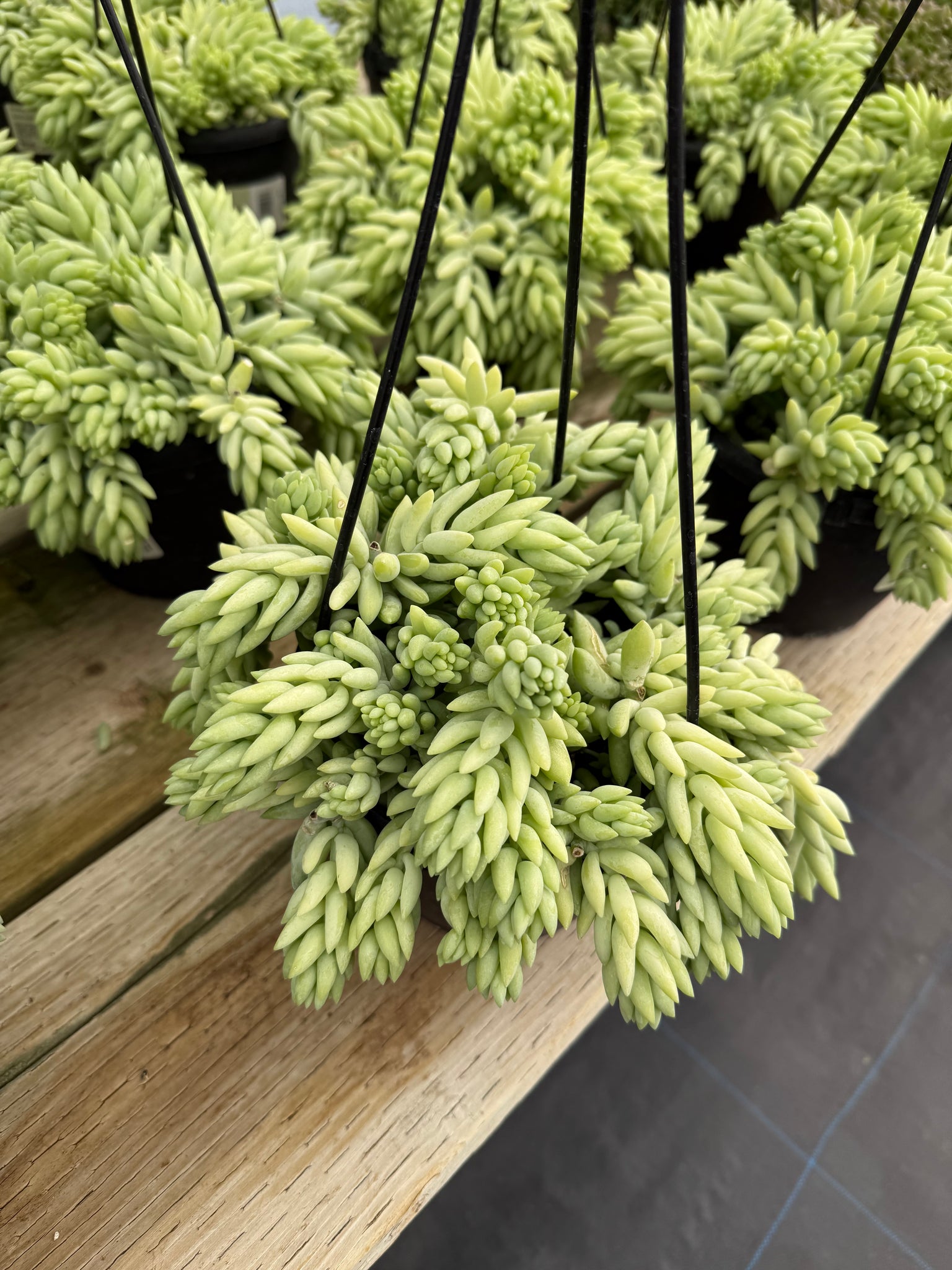 pointy green succulent Pointy Sedum Donkey Tail – In Succulent Love